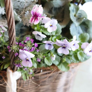 冬かや春に楽しむ寄せ植え｜朽ちないバスケットの（プラスティック素材）ムラサキカラーのお花たちの寄せ植え　届いてすぐ玄関に飾れる 　プレゼントにもオススメ　
