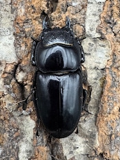 【WD】《パラワンオオヒラタクワガタ 91mm ペア》