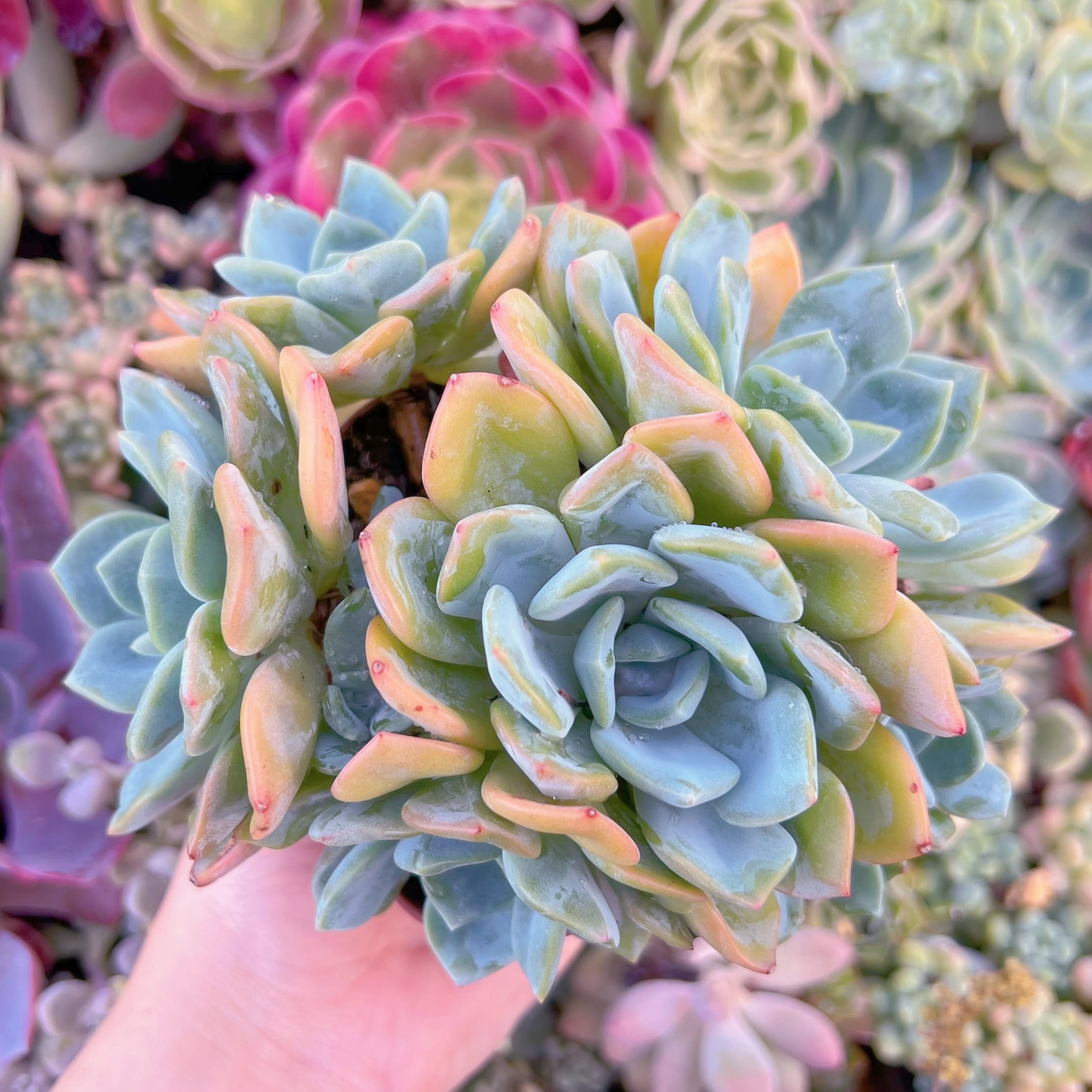 現品　ドリームアニー#F073　大群生　るる農園