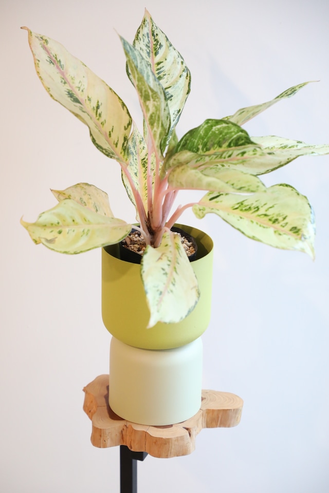 【M】【希少】アグラオネマ フローズン/Aglaonema ※スチール鉢カバー付き