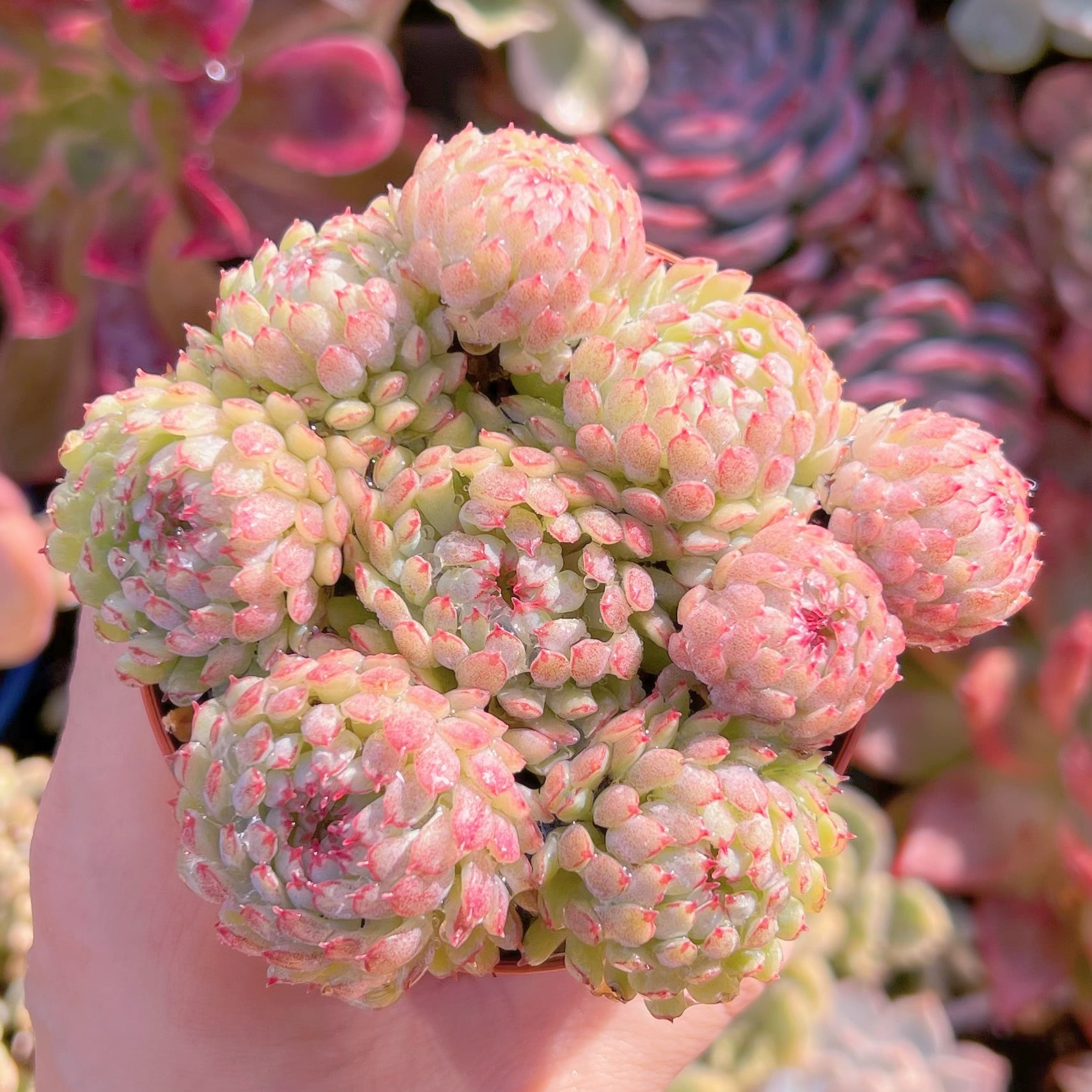 現品　グロブローサ#543   群生　るる農園