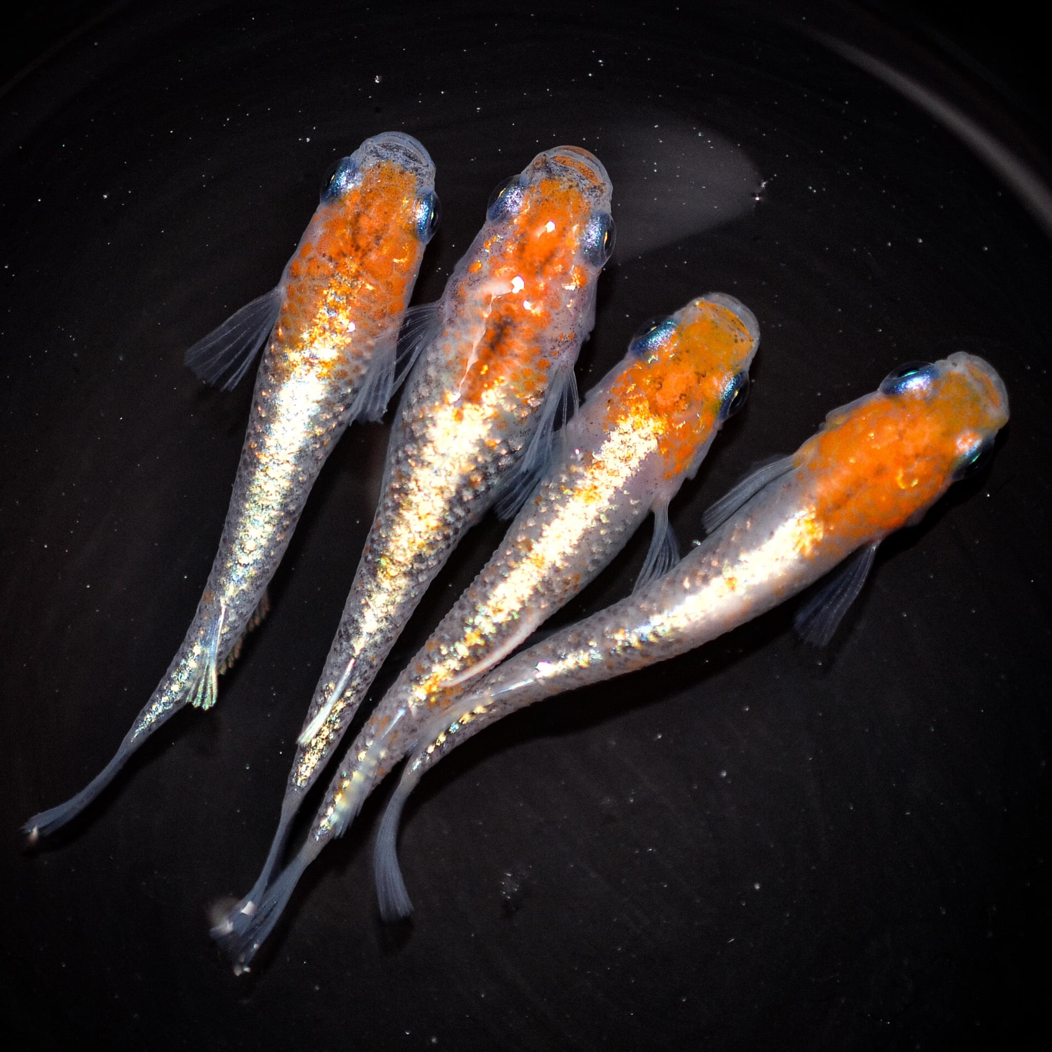 【萬めだか】現物出品　三色体外光 １雄２雌 メダカ