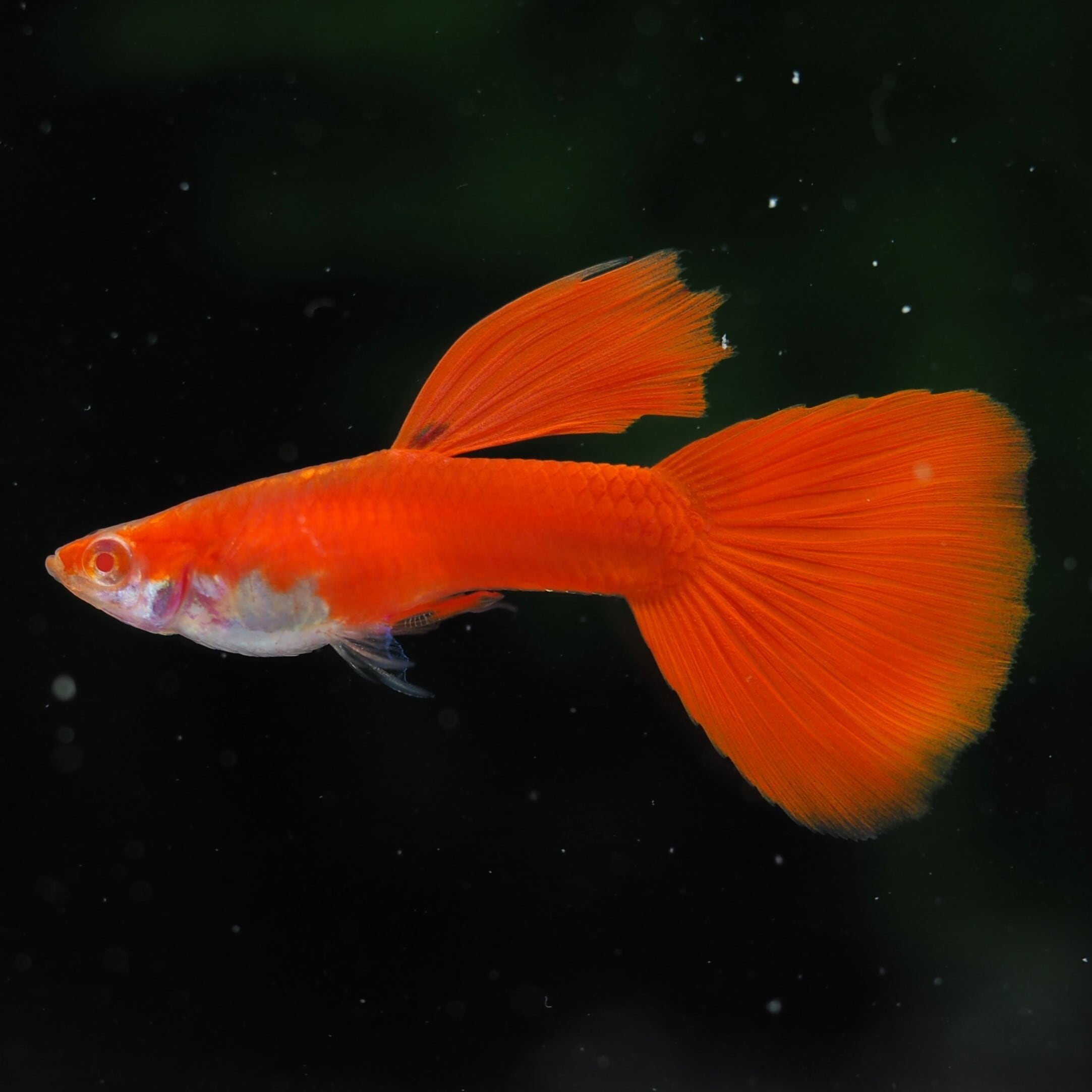 GUPPY | 伊豆グッピーファーム