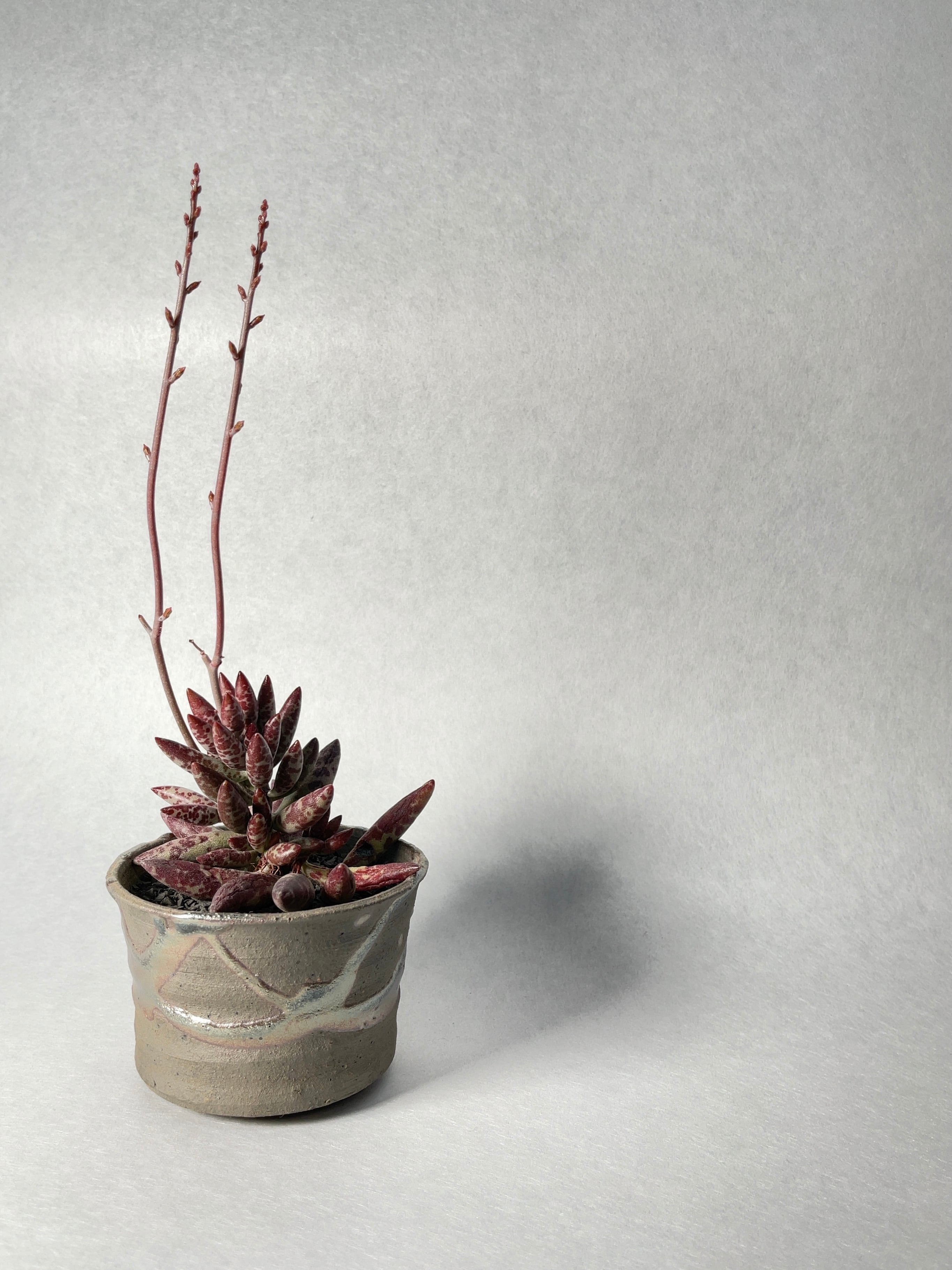 アドロミスクス・フィリカウリス・レッドスポット | trigger