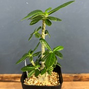 ドルステニア　ギガス【51】