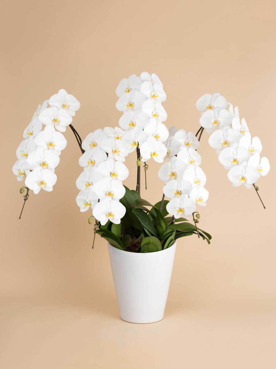 GOODGREEN STORE GOODGREEN STORE