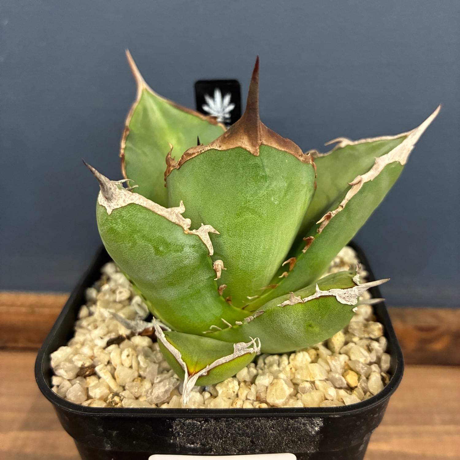 アガベ5種類(鉢ごとお渡し☆) 観葉植物 アガベ 5号」の人気商品一覧 | 安い商品を通販サイトから探す