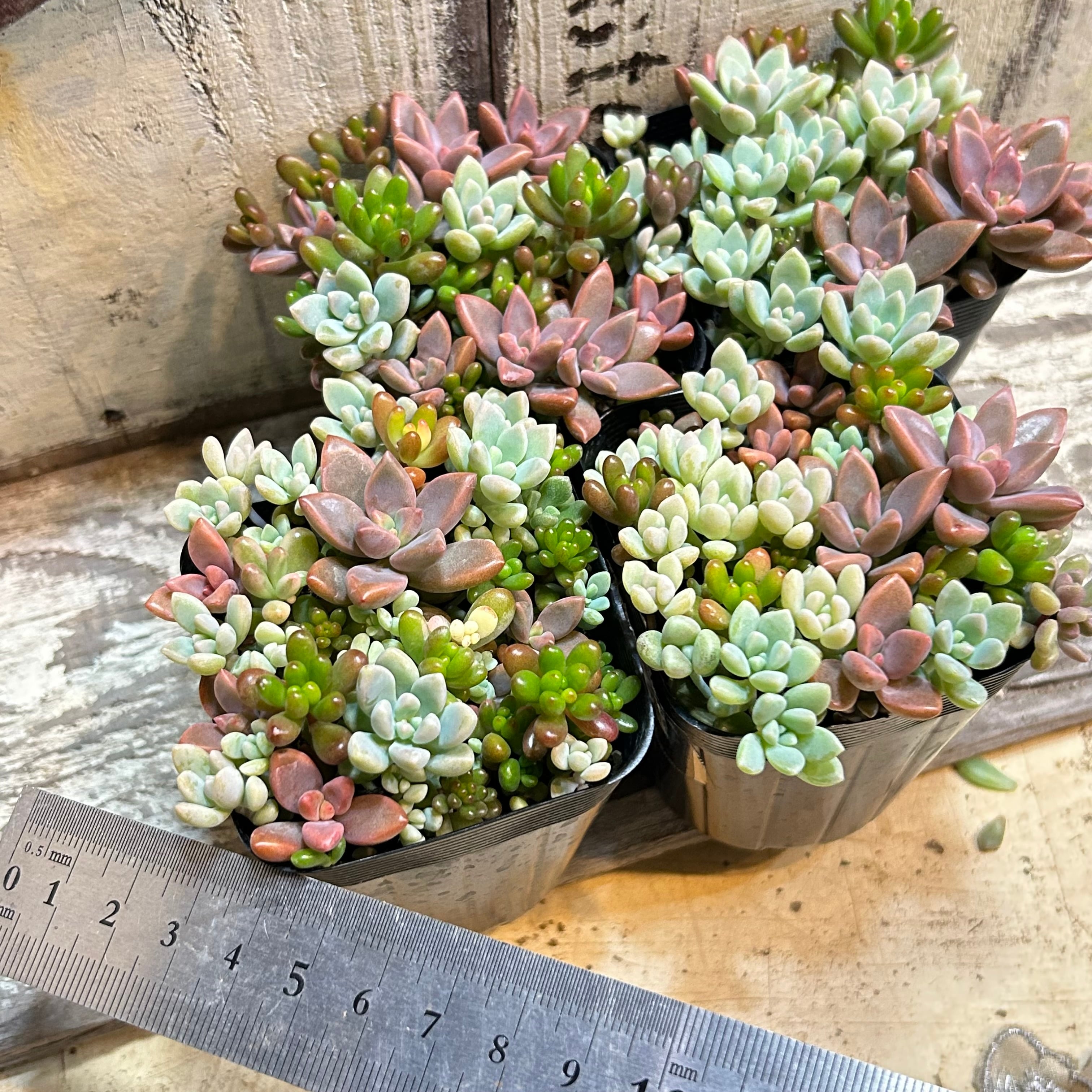 匠園芸さんのつぶつぶ寄せ(タグなし | RuPo 多肉植物専門店