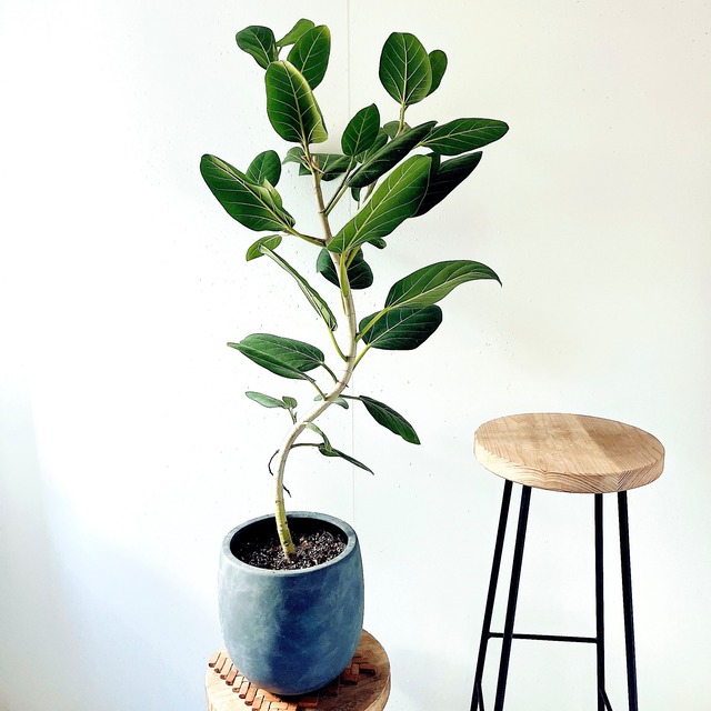 【Luxury Plants】フィカス ベンガレンシス 陶器鉢仕立て
