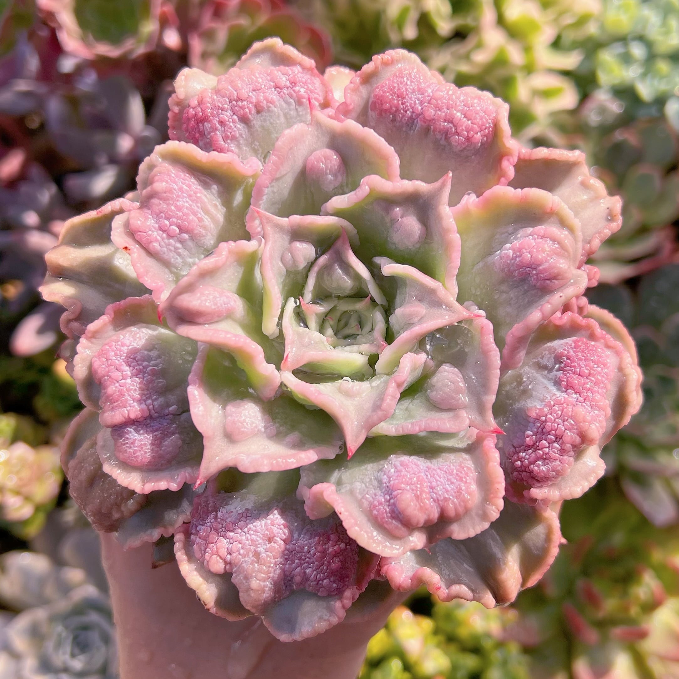 現物　コブマディバ#653　新入荷