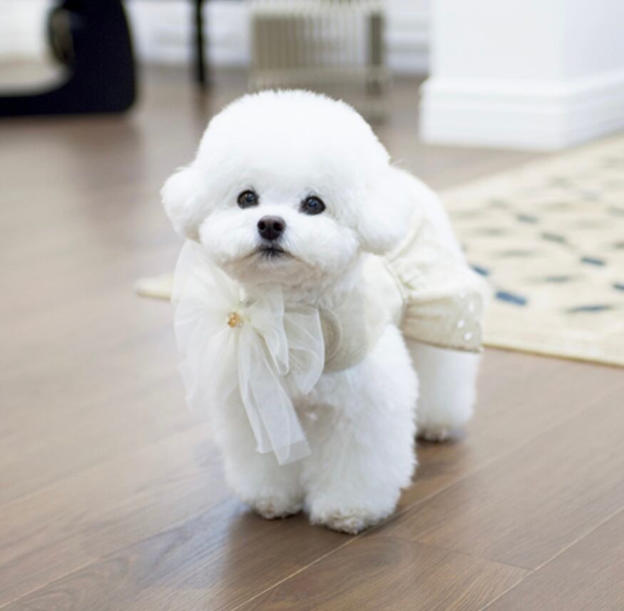 〖予約〗C0017 モネハーネスセット