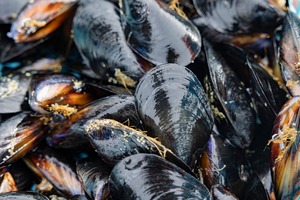 恋し浜のムール貝4.5kg