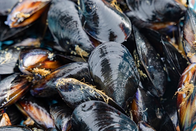 恋し浜のムール貝4.5kg