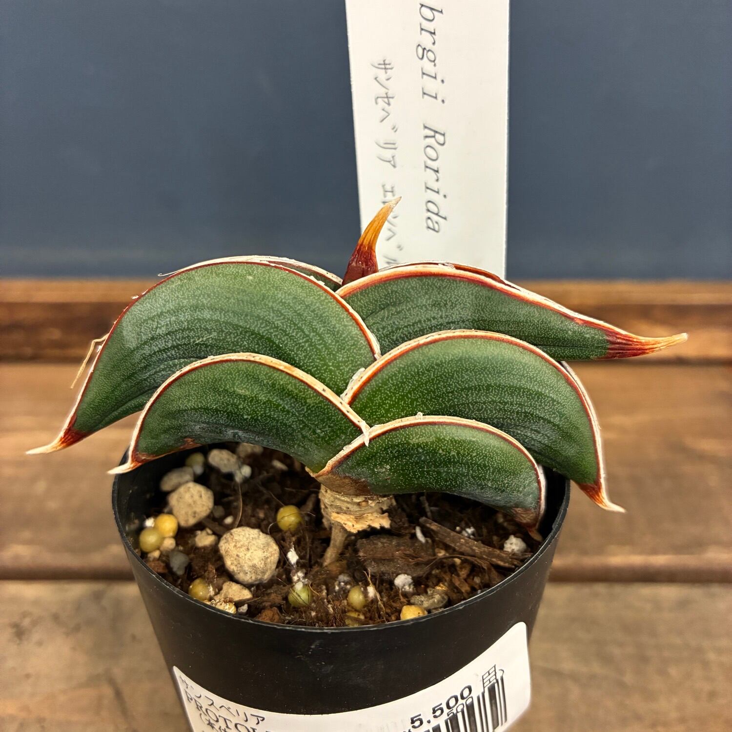 brass plant base 銅 ブラス製 プラントベース 観葉植物 🪴観葉植物専門店 base plantz🪴 1階 観葉植物・雑貨 2階 観葉植物