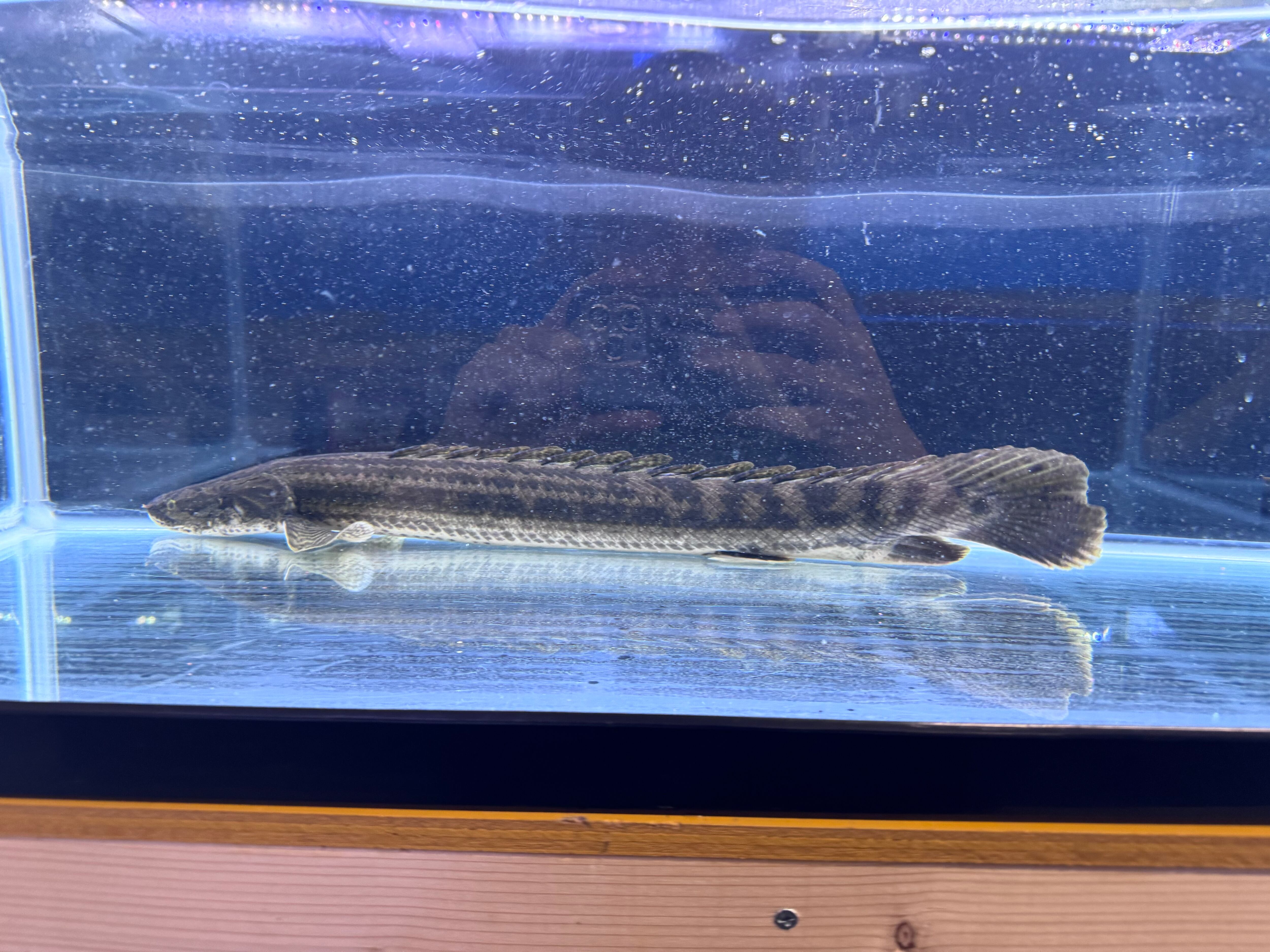 トゥルカナF1ビキールビキール35cm前後