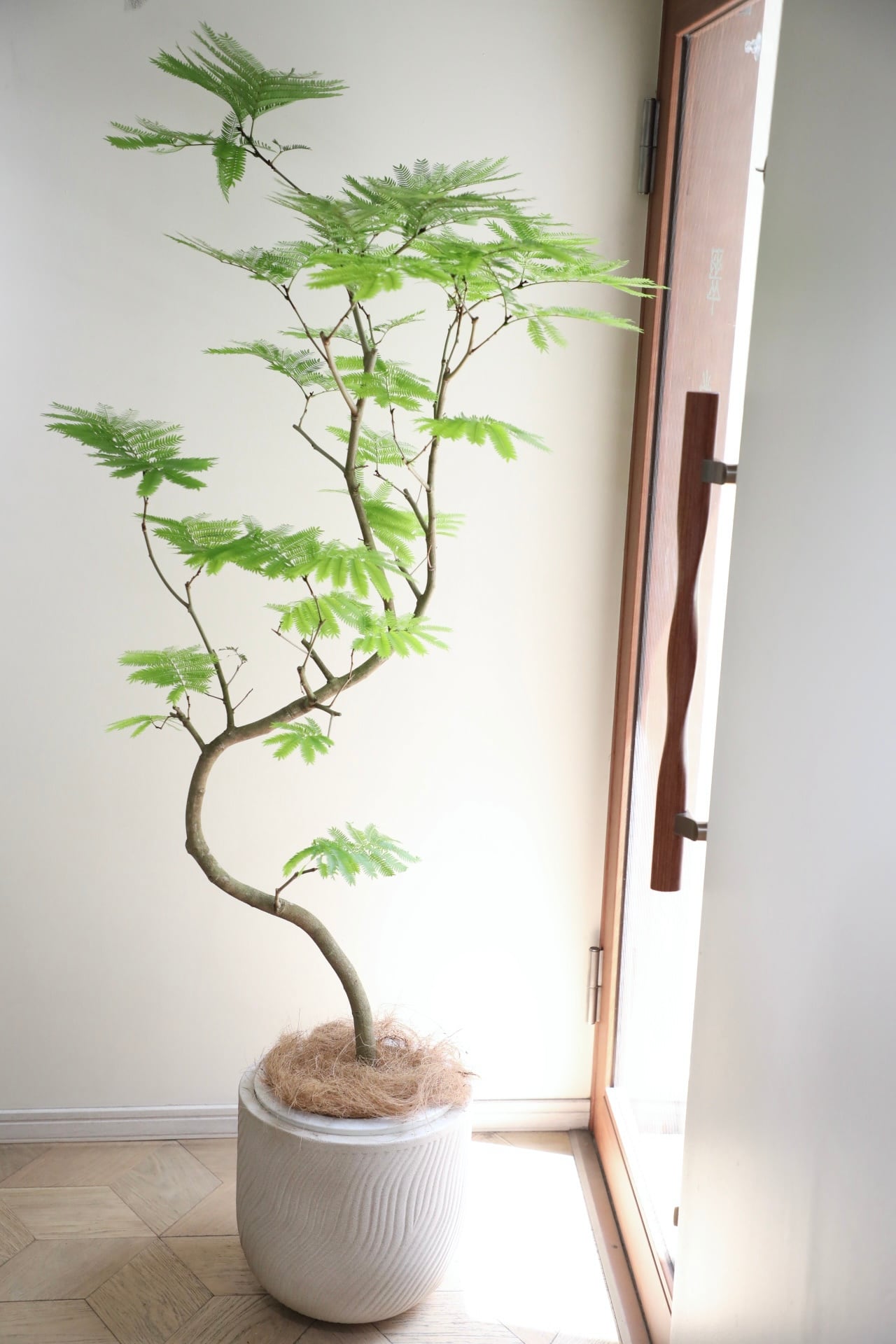 L/173cm】エバーフレッシュ /Pithecellobium confertum ever fresh