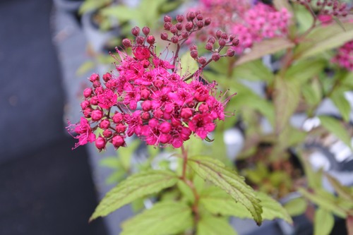 ベニバナシモツケ（紅花下野）7.5ｃｍ〜９ｃｍポット【山野草】の画像