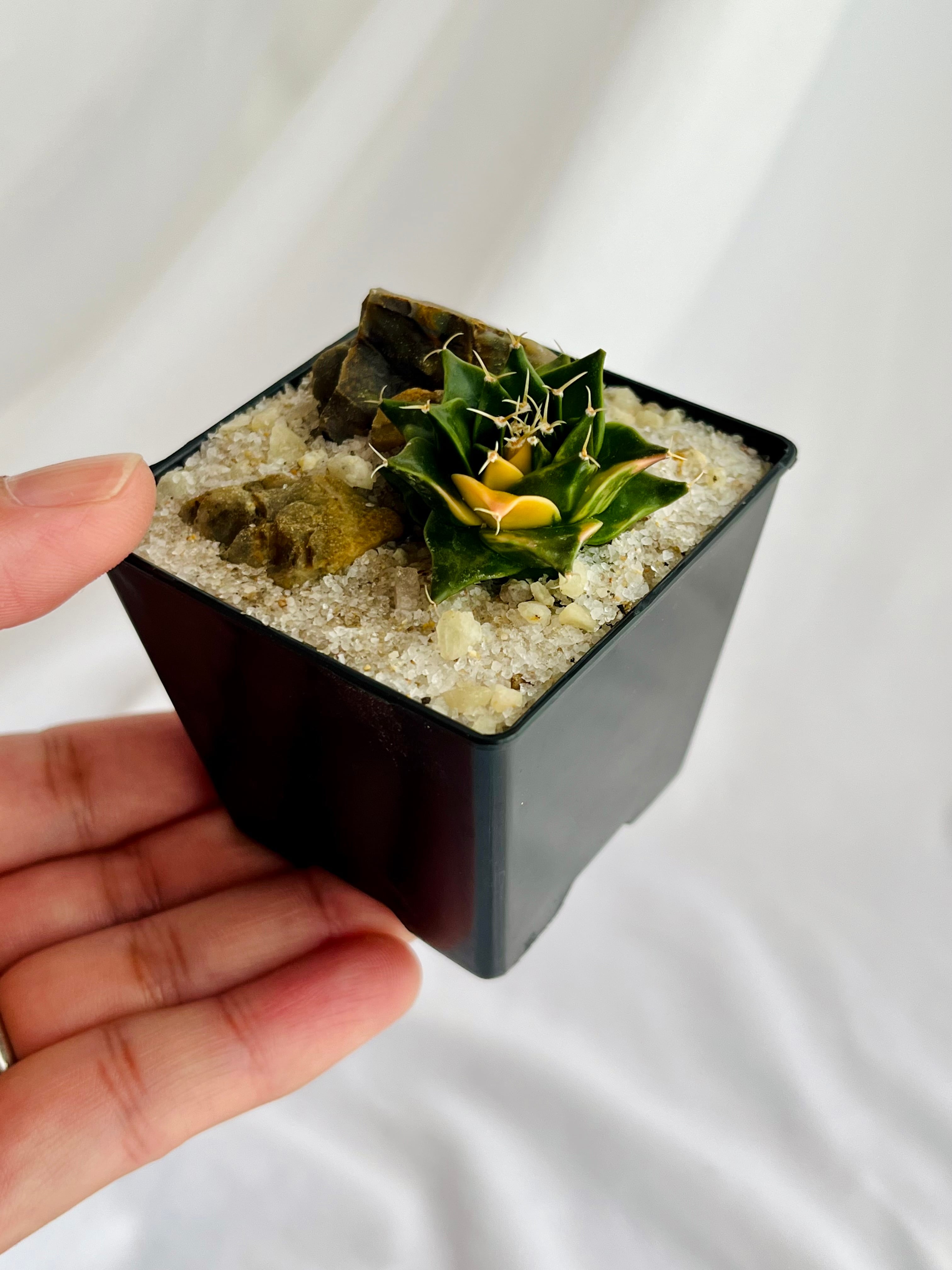 Obregonia denegrii オブレゴニア 帝冠錦 サボテン | plants MARU