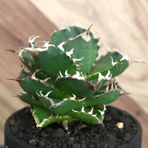 Agave Titanota 白火焔 (White Fire) アガベ チタノタ ホワイトファイヤー/ 中株(4号鉢)/Lot.001