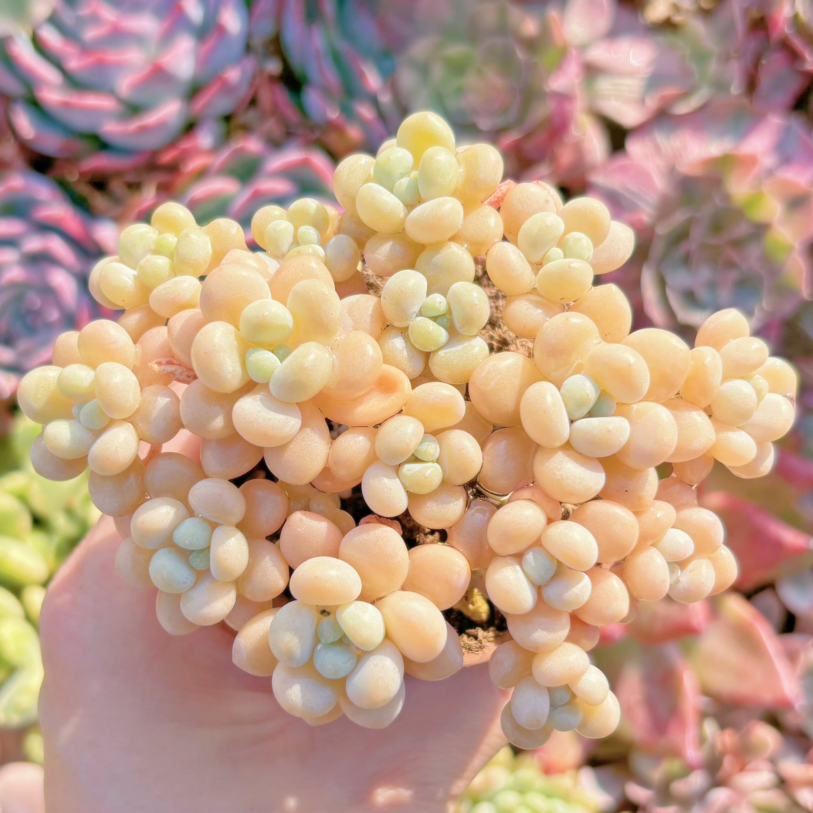 多肉植物　丸葉ストロベリーミルク　群生　新入荷　るる農園