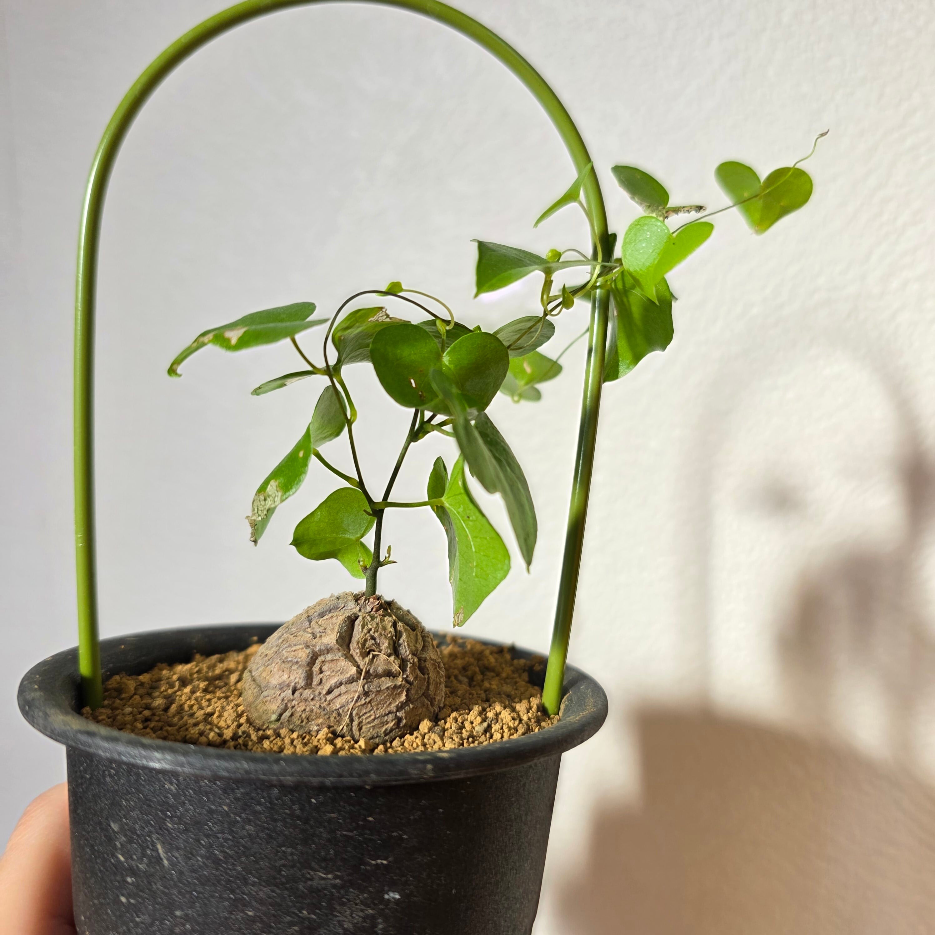 観葉植物 | HAPPAX