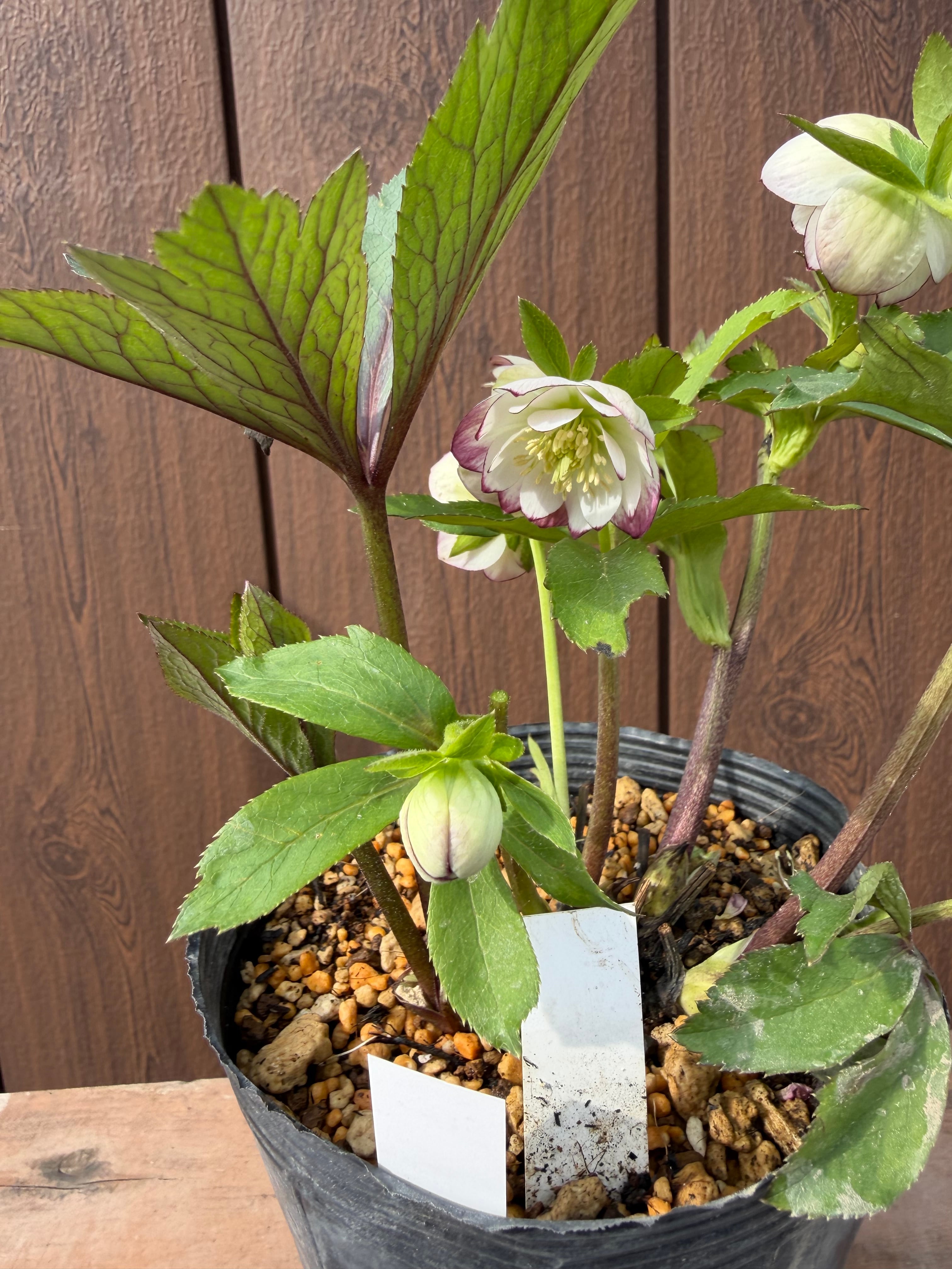 レッドエンジェル 加藤農園 クリスマスローズ【Ka16】送料無料