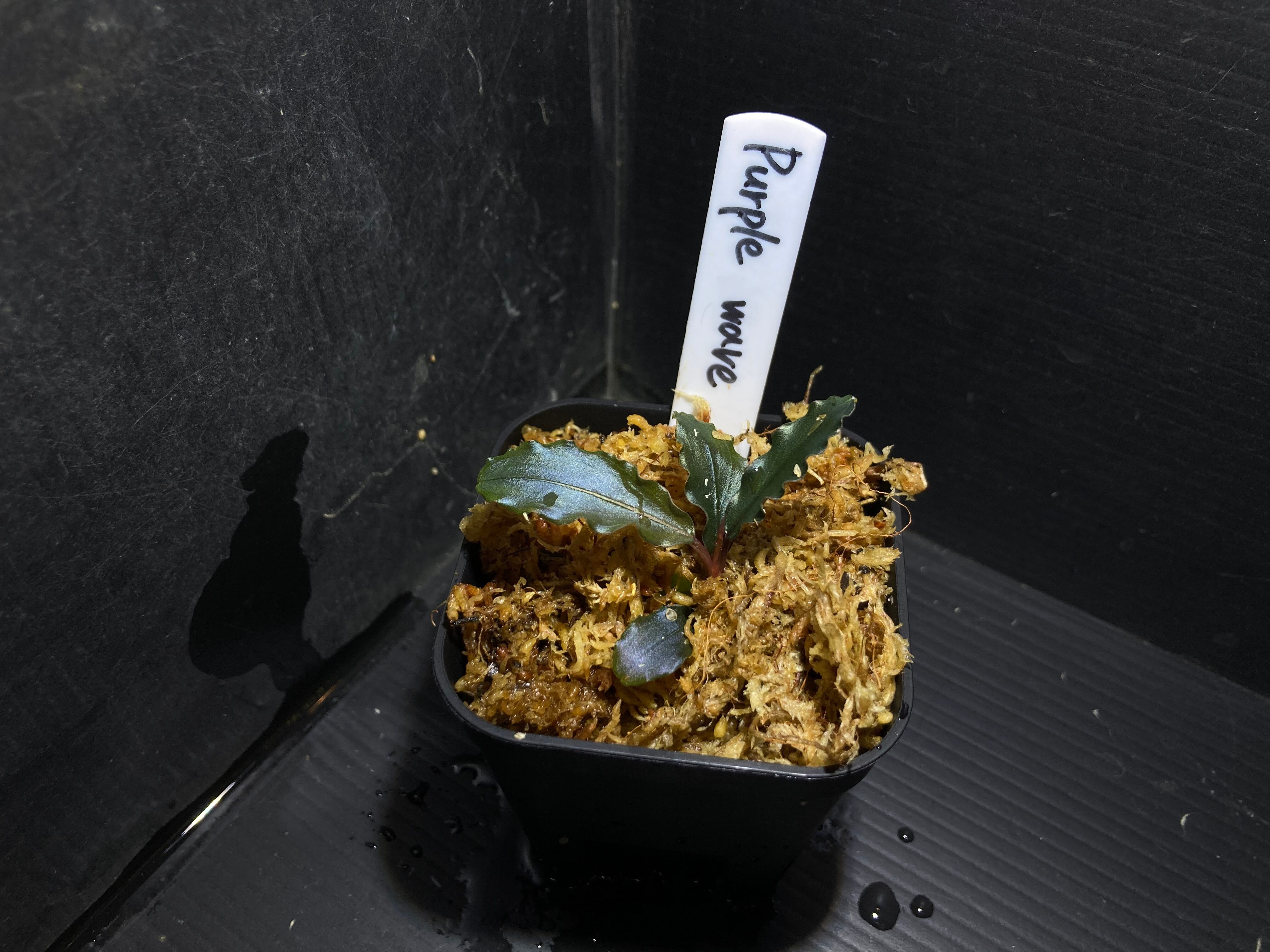 Bucephalandra sp. Purple wave【2025年9月入荷 カミハタ便】②