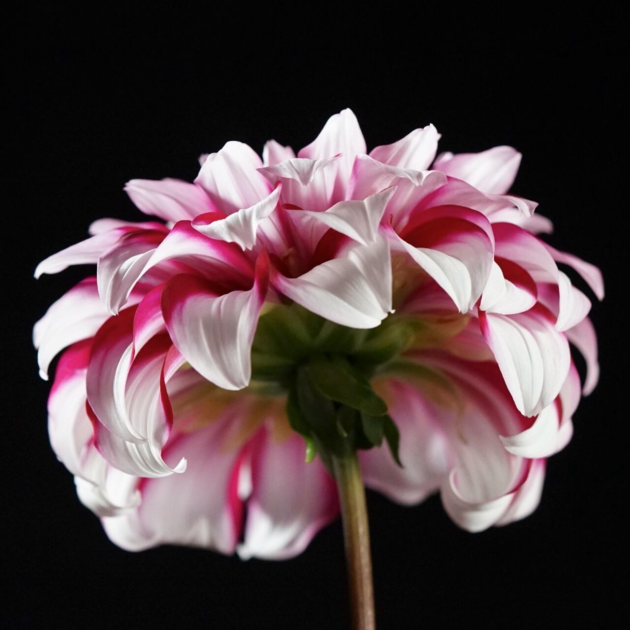 影法師 1輪 The Dahlia 影法師 1輪 The Dahlia