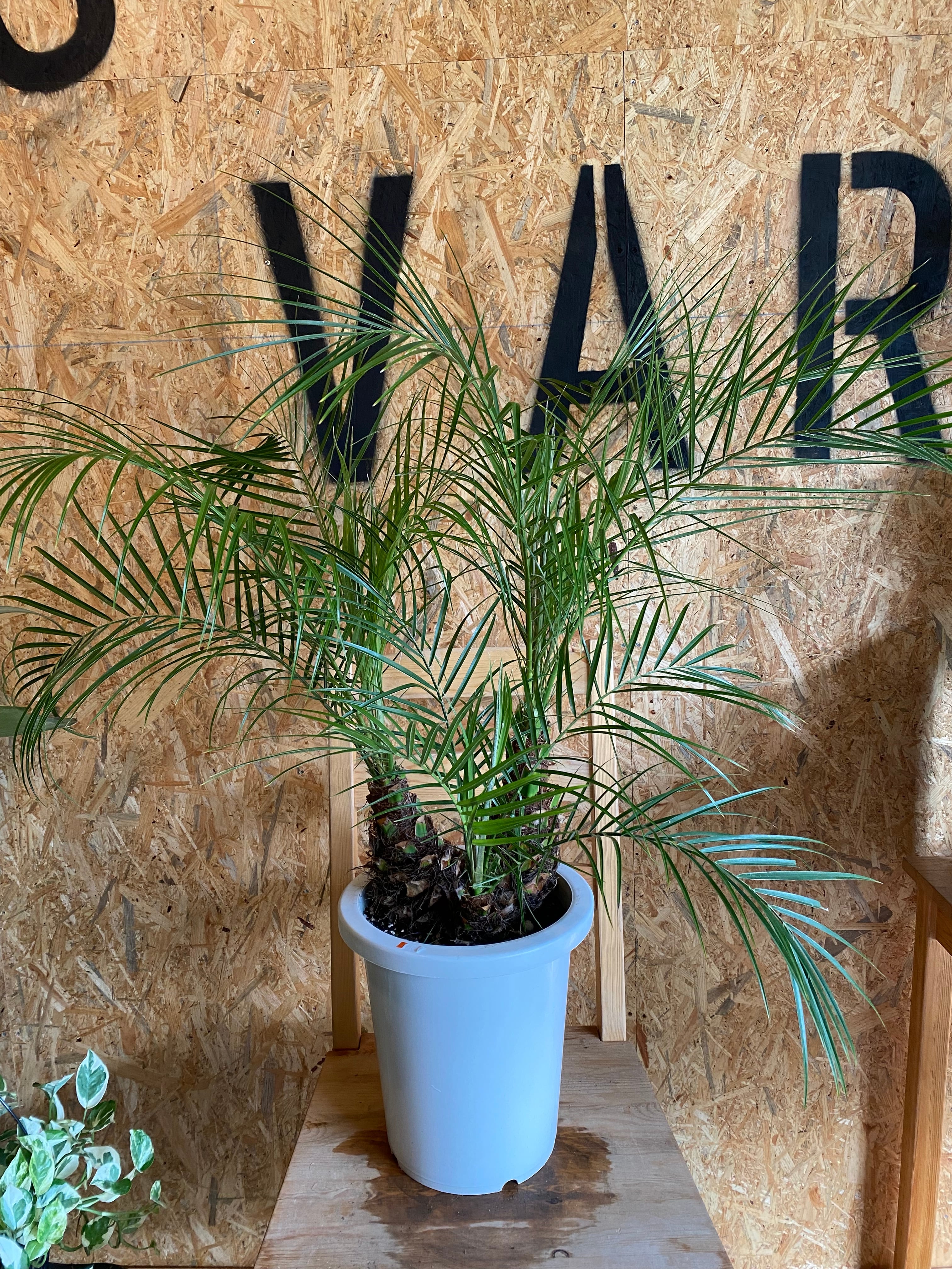 ヤシ | Garden Varejo ヤシ | Garden Varejo