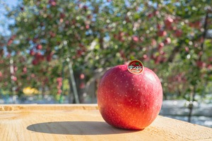 サンふじ  贈答用　5kg