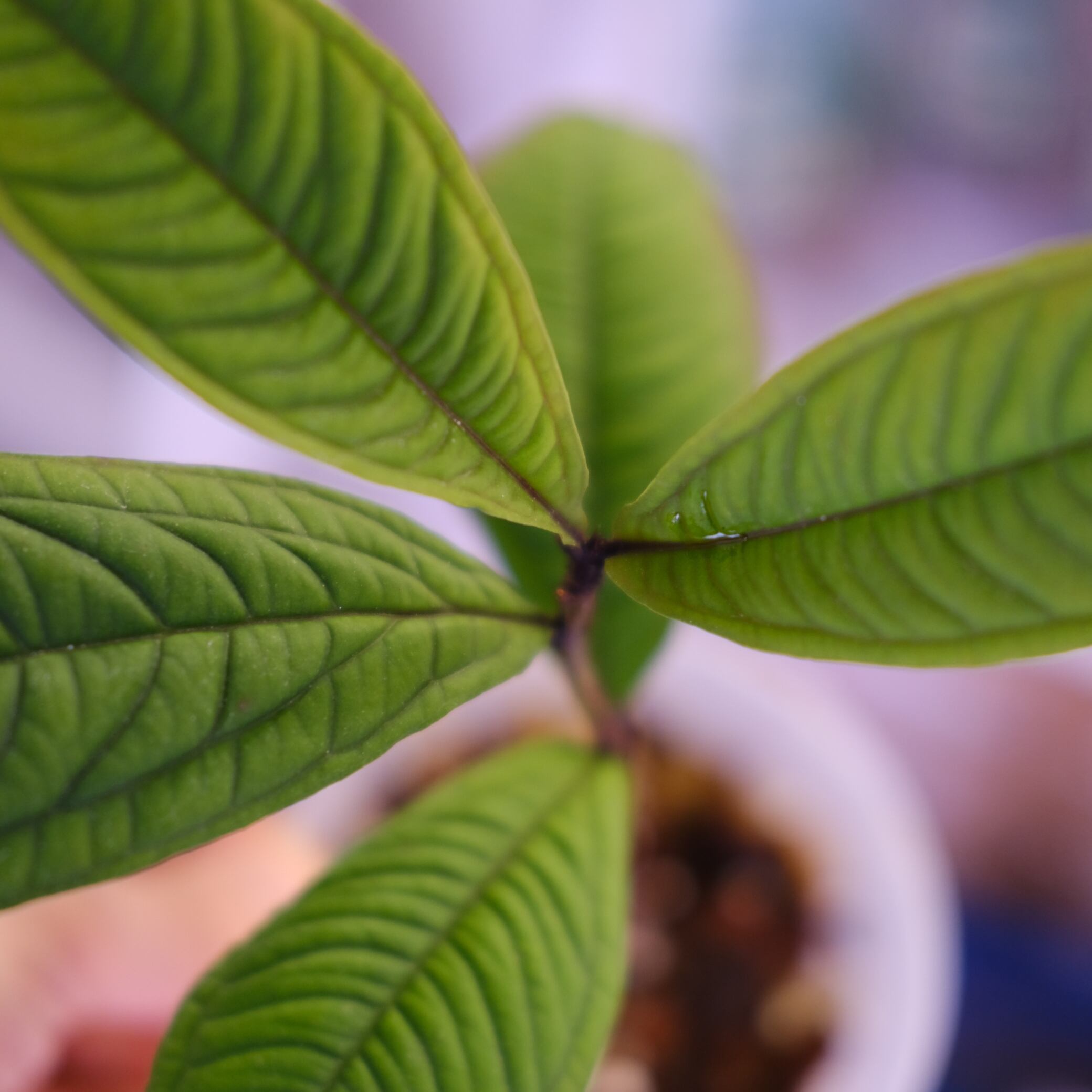 Syzygium jiewhoei｜シジギウム ジエホエイ② Syzygium jiewhoei｜シジギウム ジエホエイ② 【公式通販】