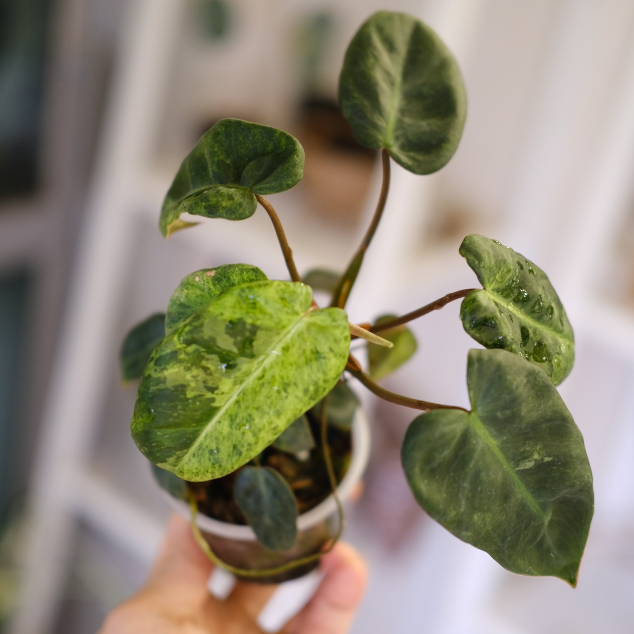 Philodendron el choco red × Philodendron billietiae variegated②｜フィロデンドロン｜観葉植物