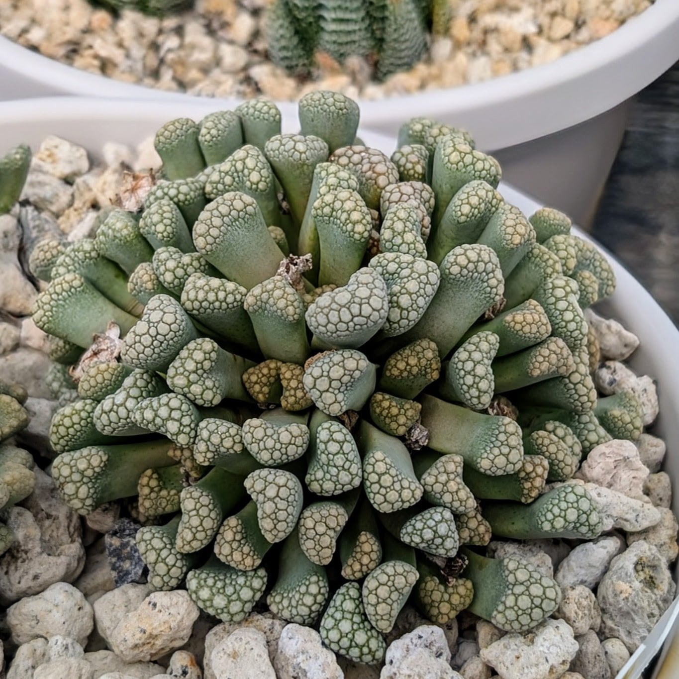 種子(少量パック)/30粒】Titanopsis hugo-schlechteri var