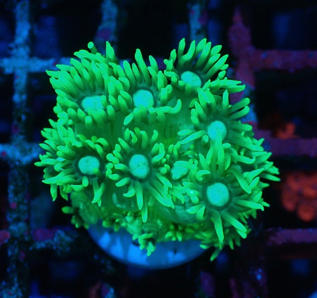 【現地買付】Goniopora Stokesi ToxicFrag 3
