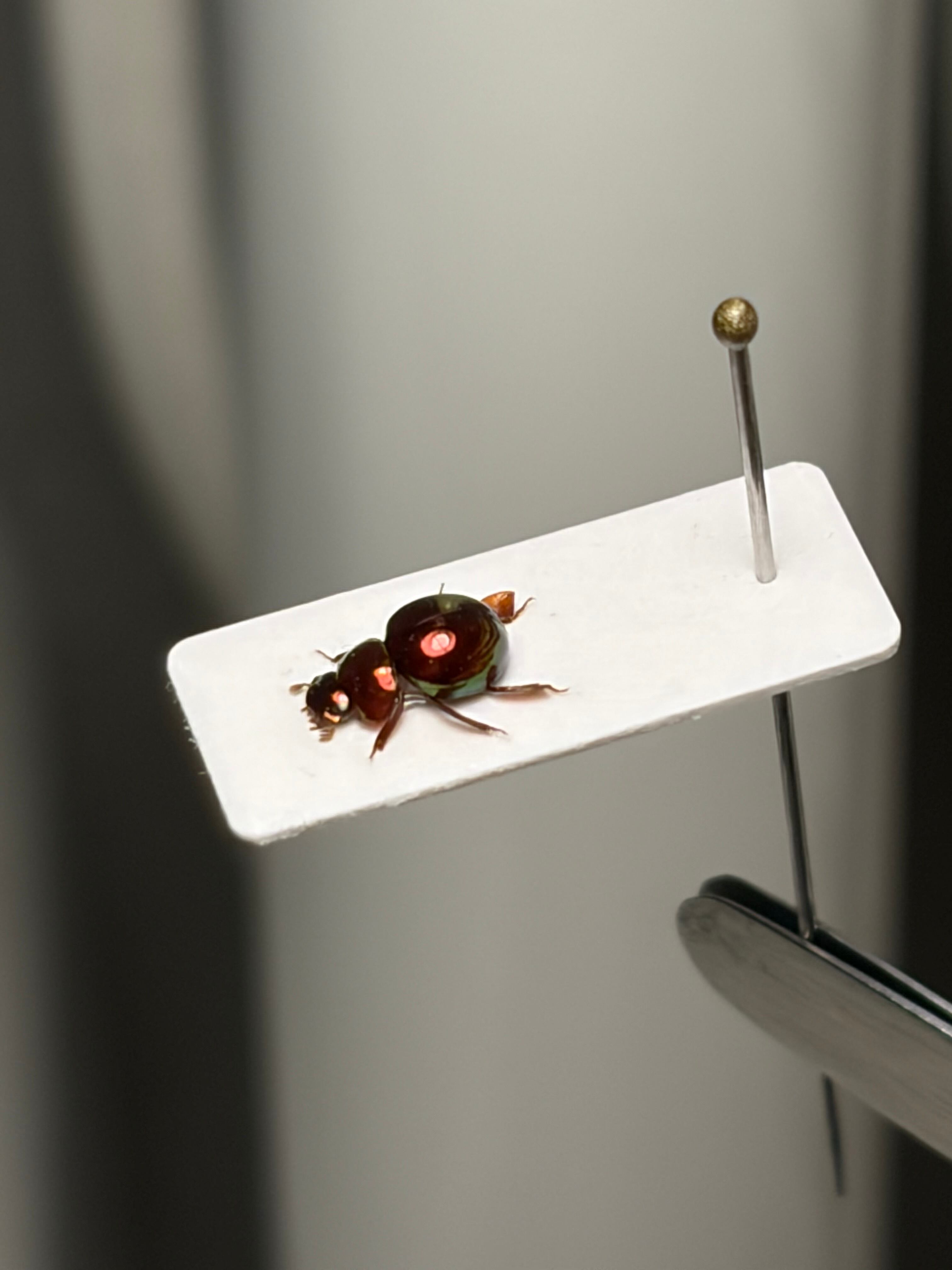 2匹set】マンマルコガネ レッドフォーム 標本 とんでもない甲虫