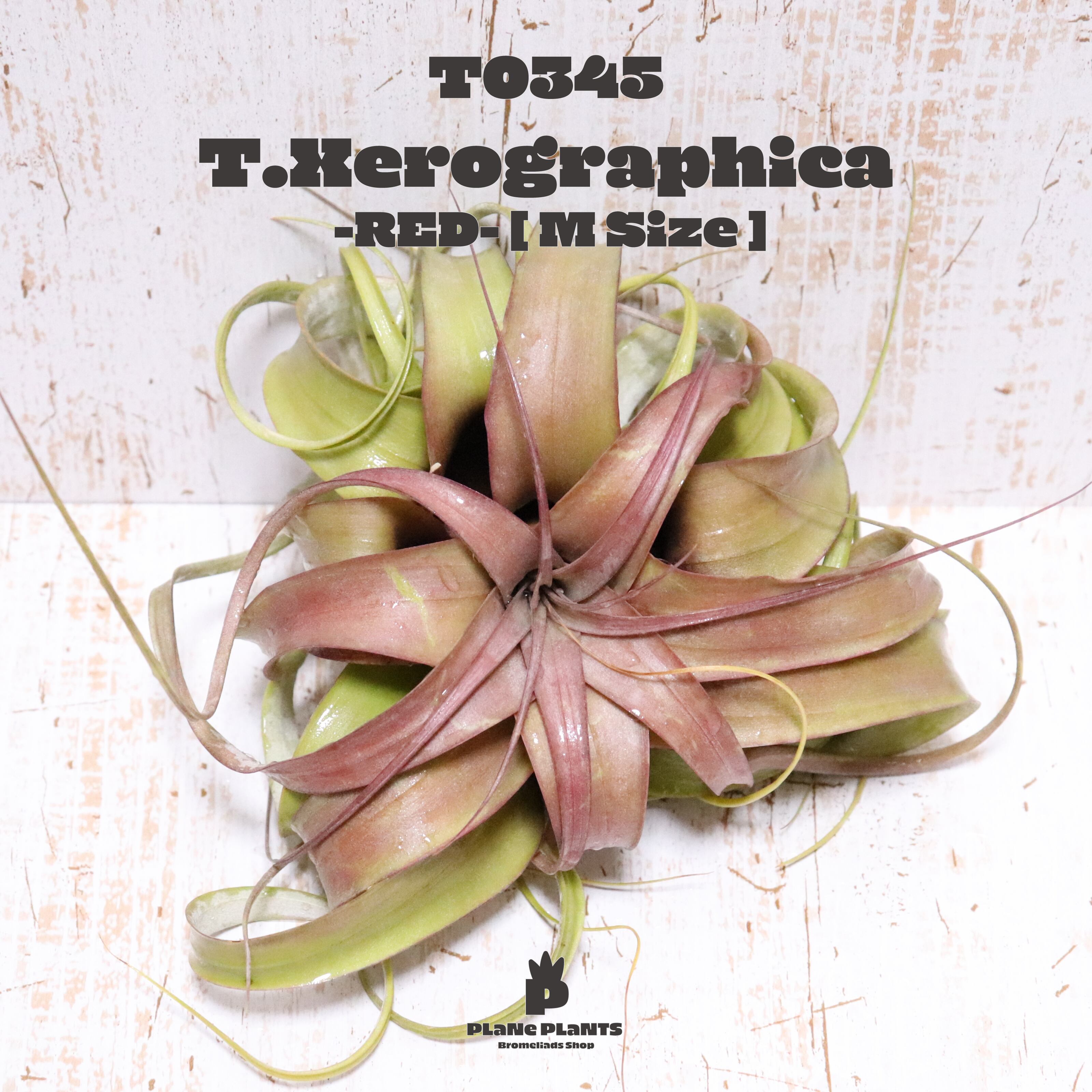 【reserved】キセログラフィカS〔エアプランツ〕現品発送T0345