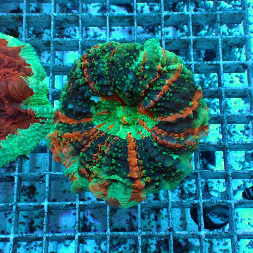 アザミハナガタサンゴ | HOUSE REEF(ハウスリーフ)サンゴ・海水魚