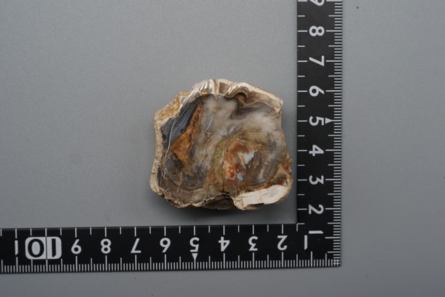 珪化木 Araucarioxylon ⑨