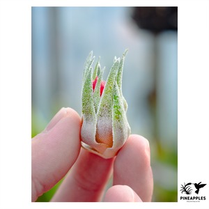Tillandsia sprengeliana (Coastal Form)