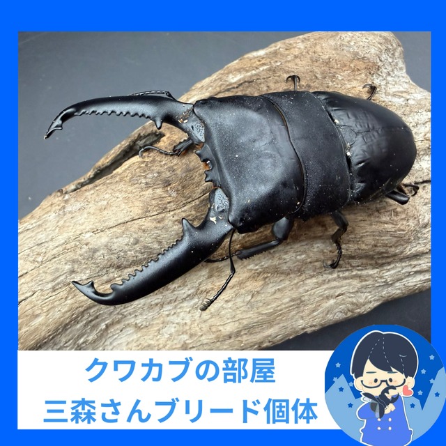 《パラワンオオヒラタクワガタ 106mm ペア》クワカブの部屋三森氏ブリード個体