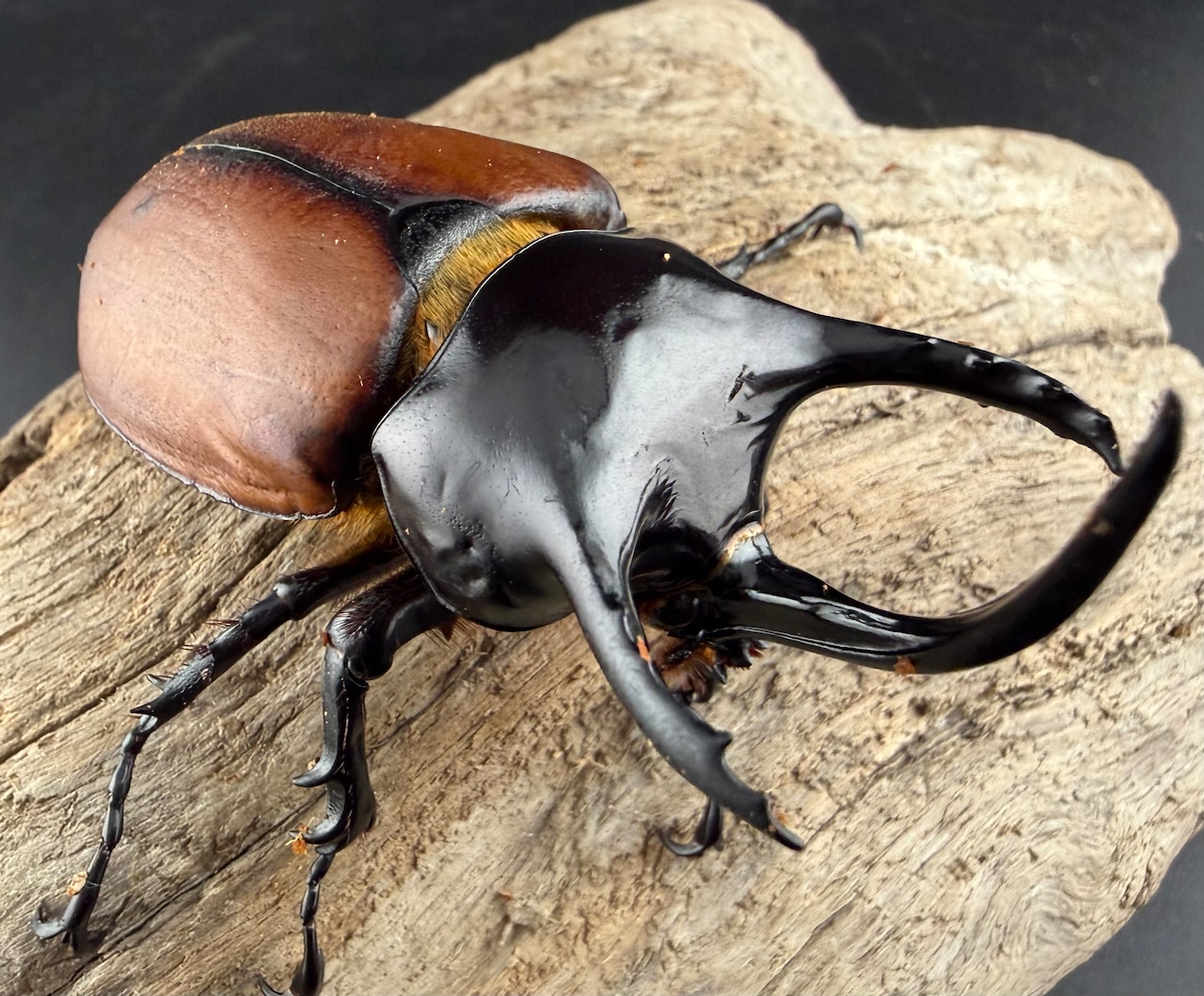 【WD】《サンボンヅノカブト 78.5mm ペア》