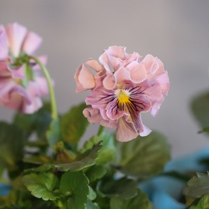 ビオラ　公爵令嬢　冬から春にオススメのお花　よく咲く　シャビーシックにおすすめ