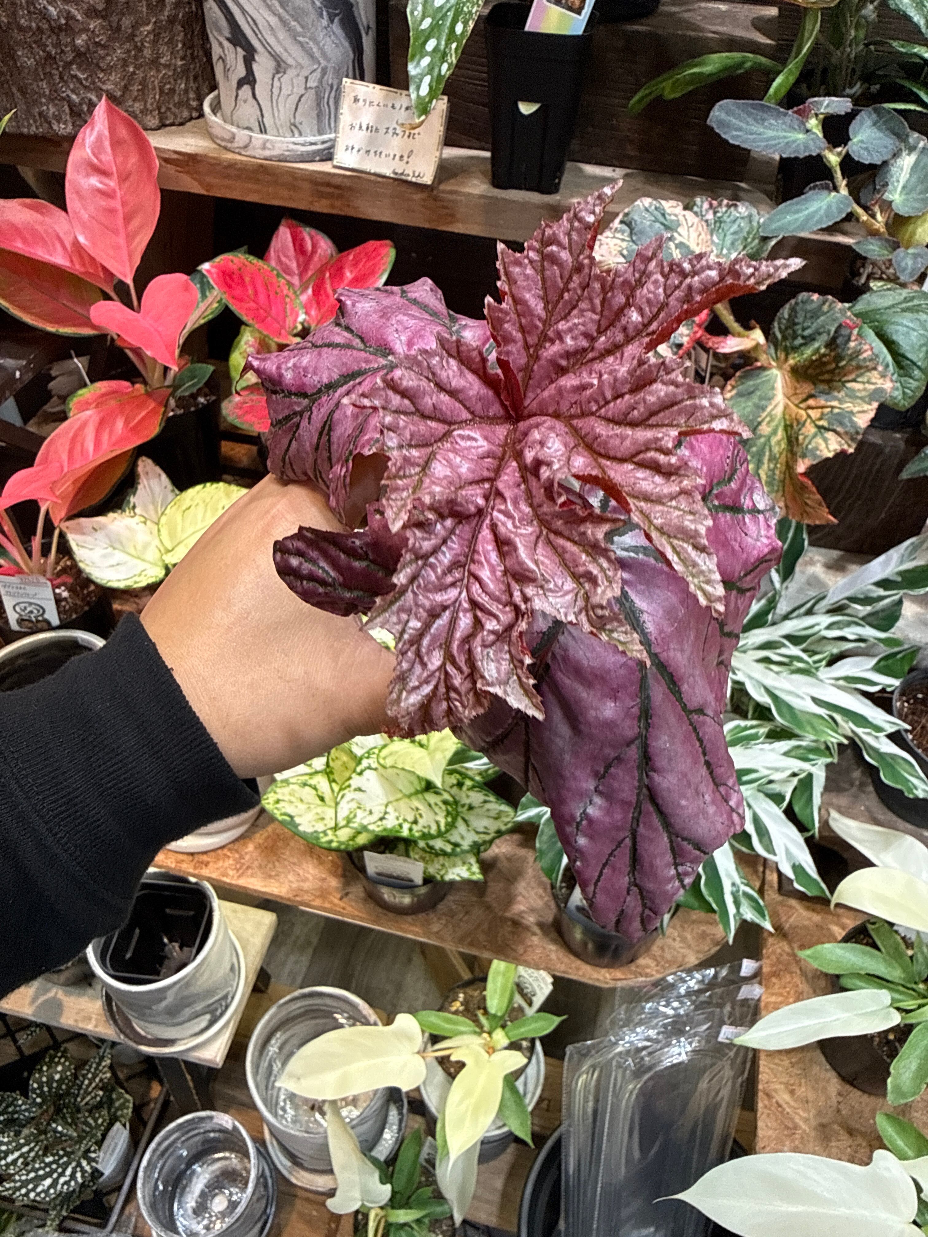 希少！ ベゴニア ラムーン 