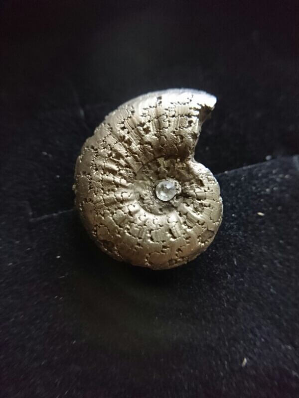 アンモナイトカフスボタン・M6