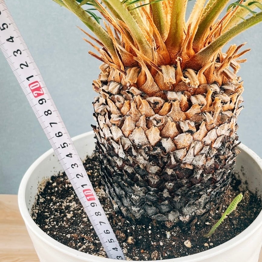 現品］【希少】キンカン ソテツ 斑入り 10号 金環 蘇轍 観葉植物 レア