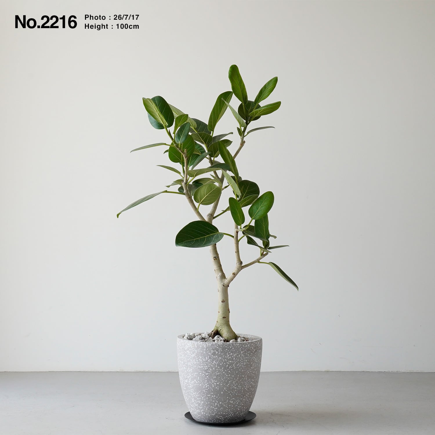 フィカス ベンガレンシス | AYANAS（アヤナス）｜観葉植物のセレクト