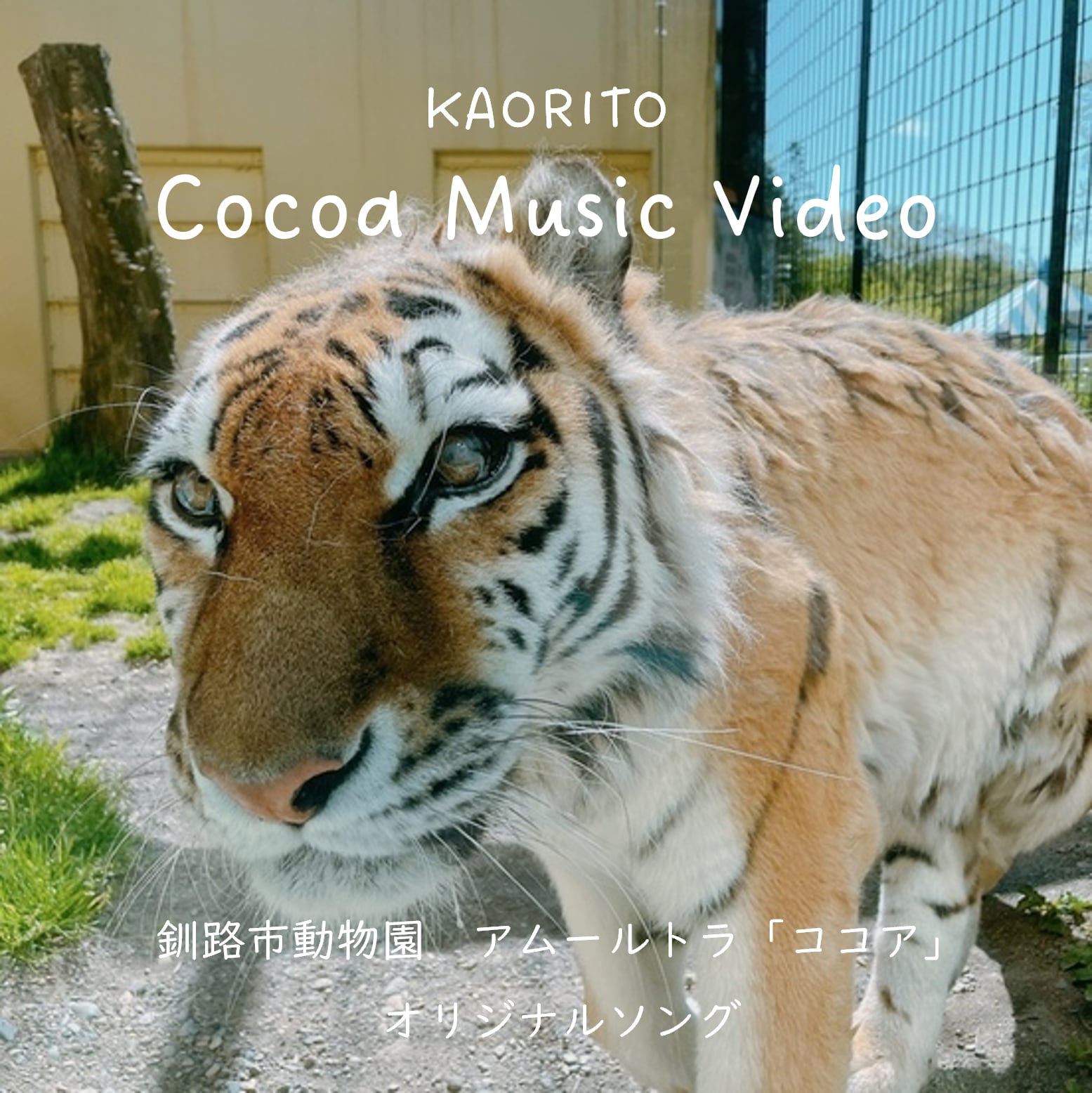 協力：釧路市動物園【DVD】アムールトラ「ココア」Cocoa Misic Video
