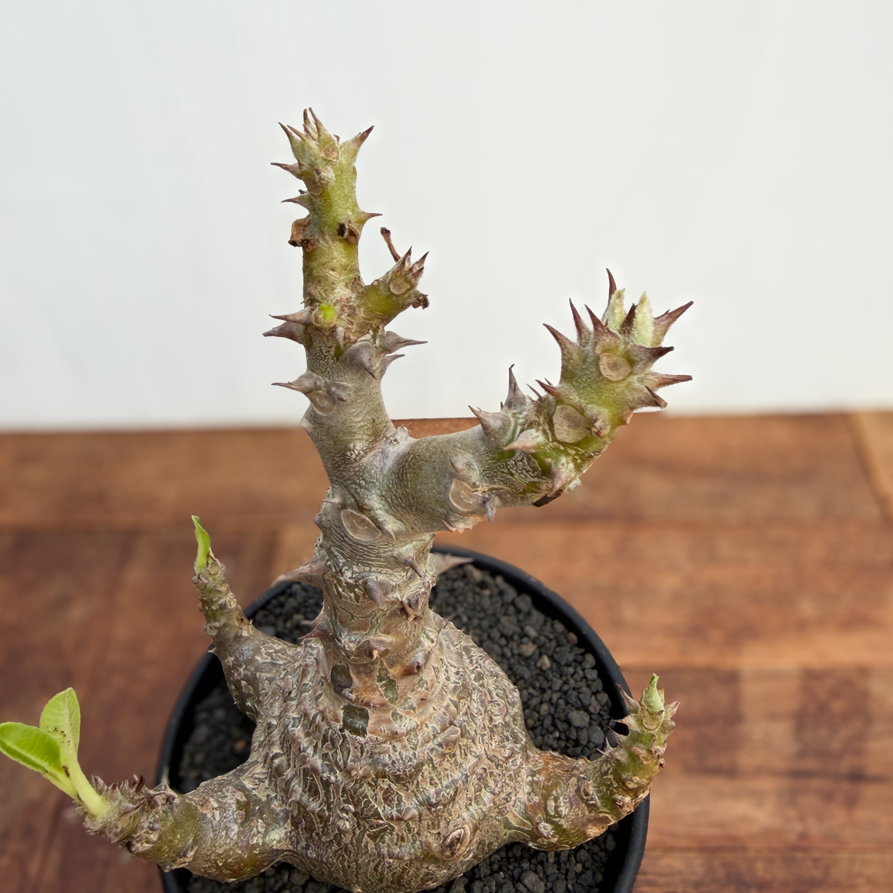Pachypodium windsorii【パキポディウム・ウィンゾリー】 | RIMO'S