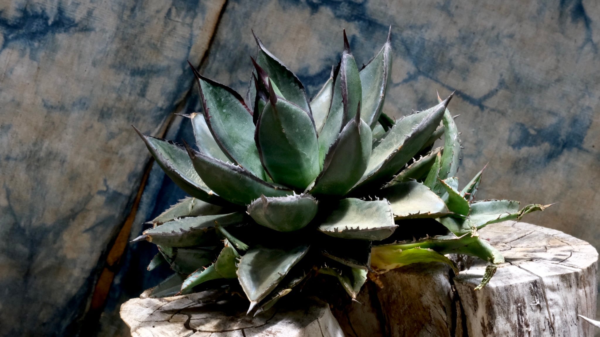 Agave titanota Wabi ジャガーノート x Fo-076 大株 ф16cm | wabi