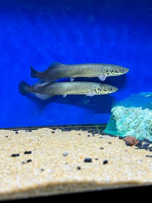 ピラルクベビー